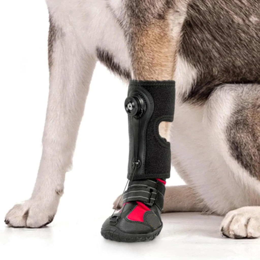 Pet Shoes