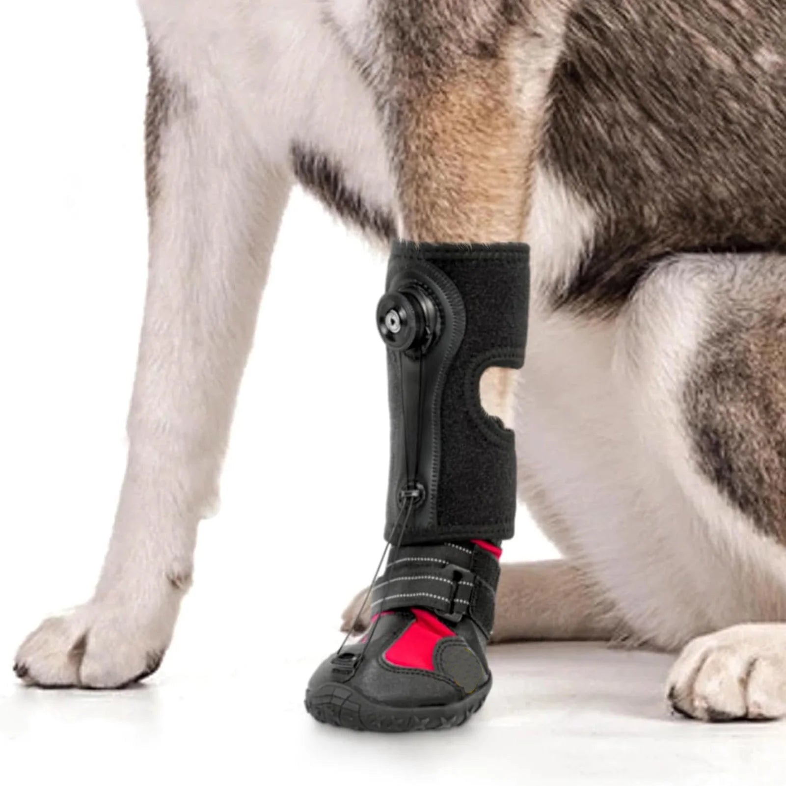 Pet Shoes